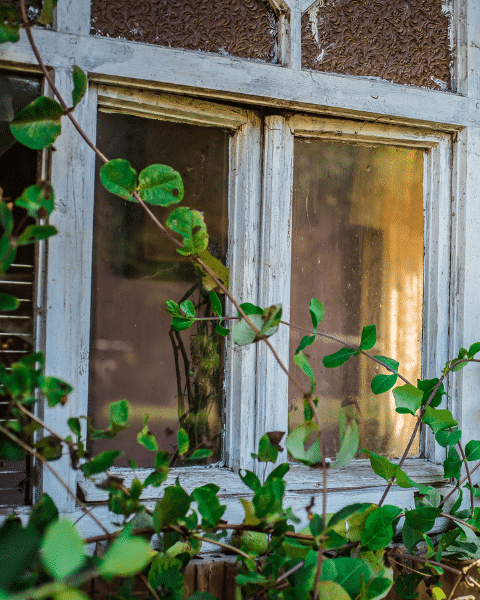 Alte Fenster mit grünen Pflanzen vor dem Glas