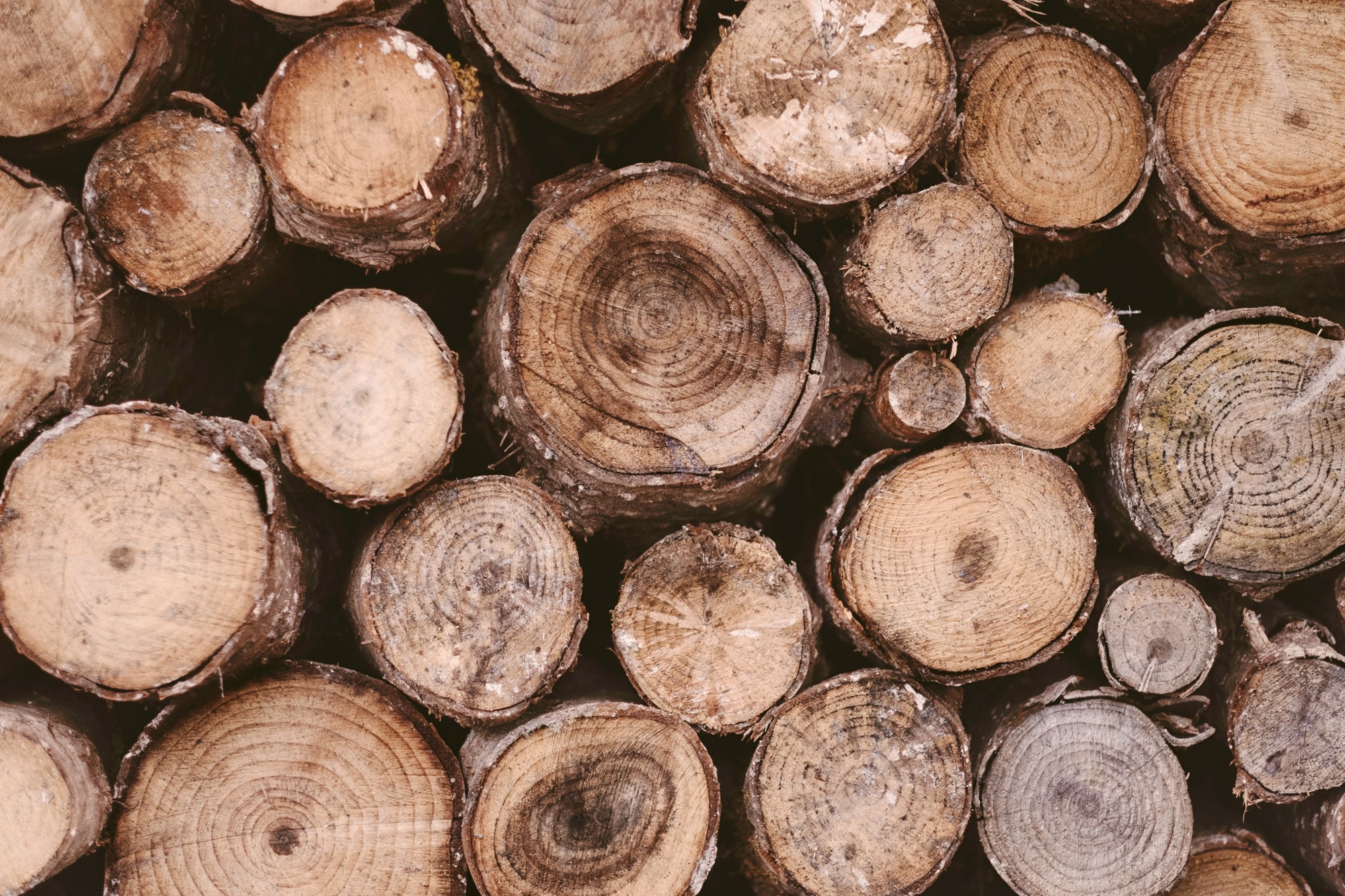 Baumstämme, FSC Holz
