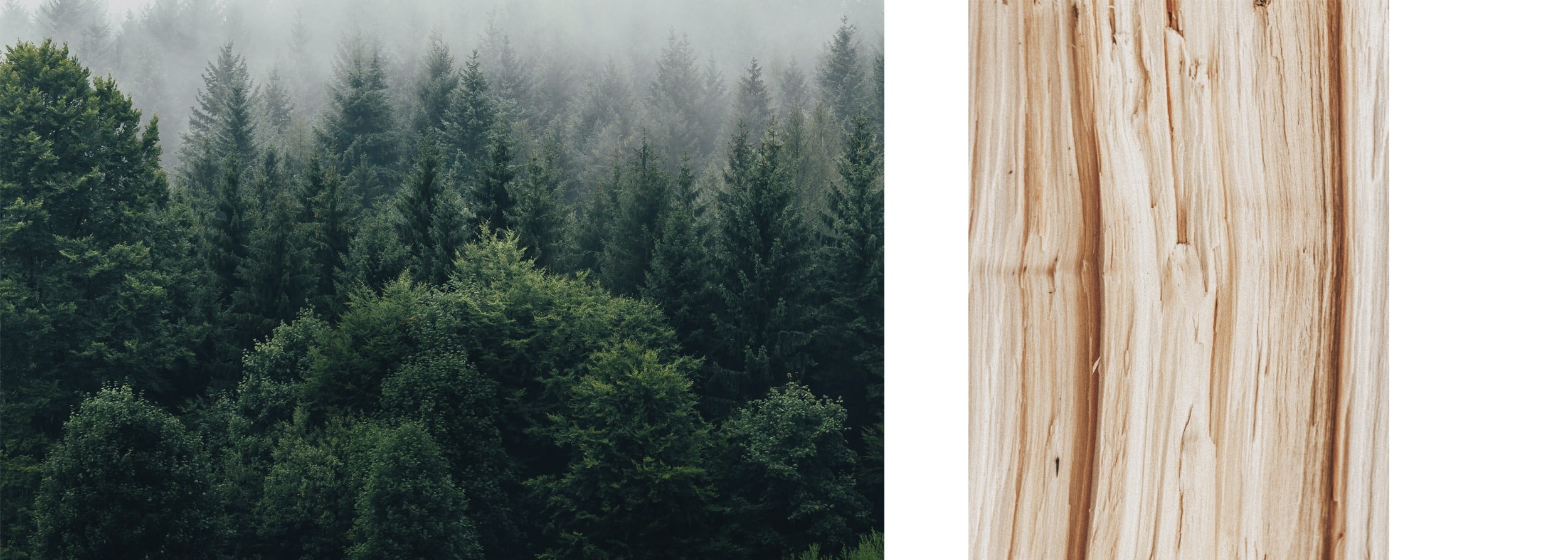 Wald im Nebel und Holzstamm